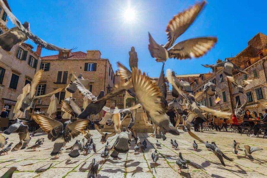 From Makarska : Dubrovnik Guided Tour & Free Time - Who This Tour Is Best For